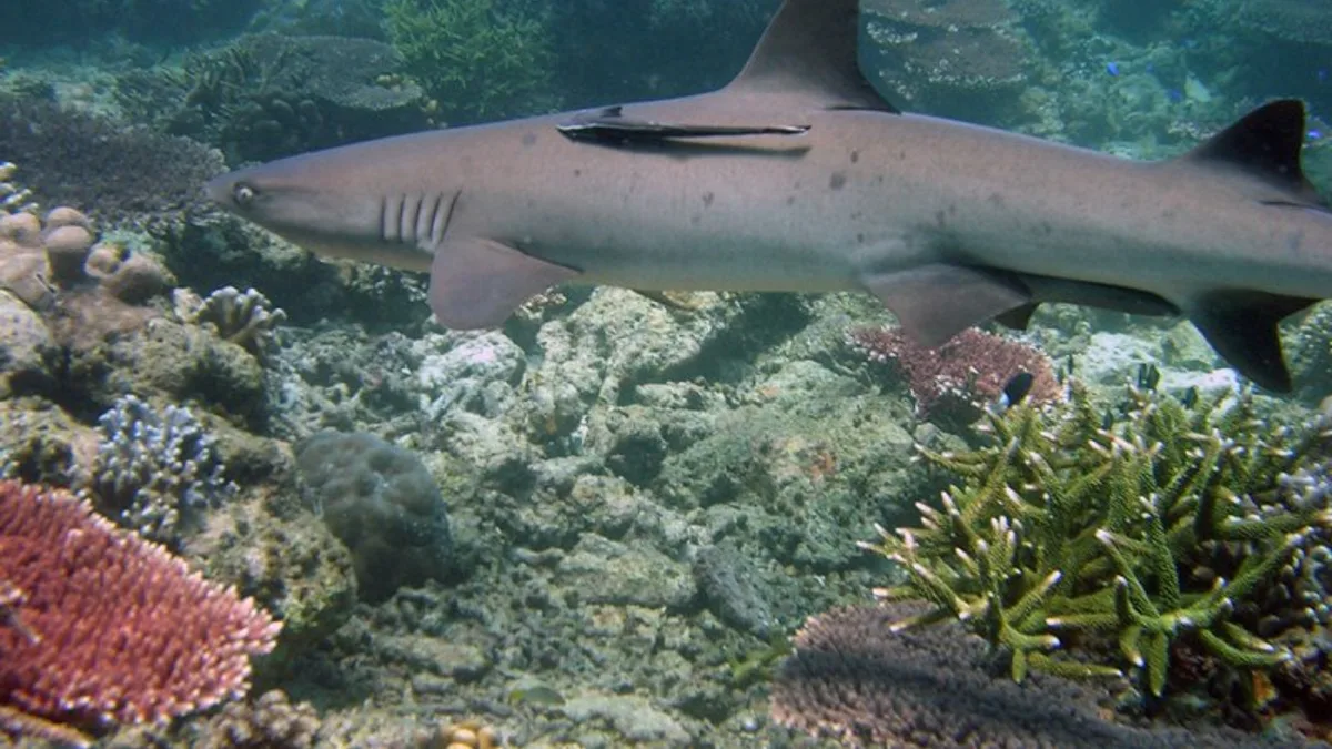 Tubbataha Reefs Natural Park in Philippines