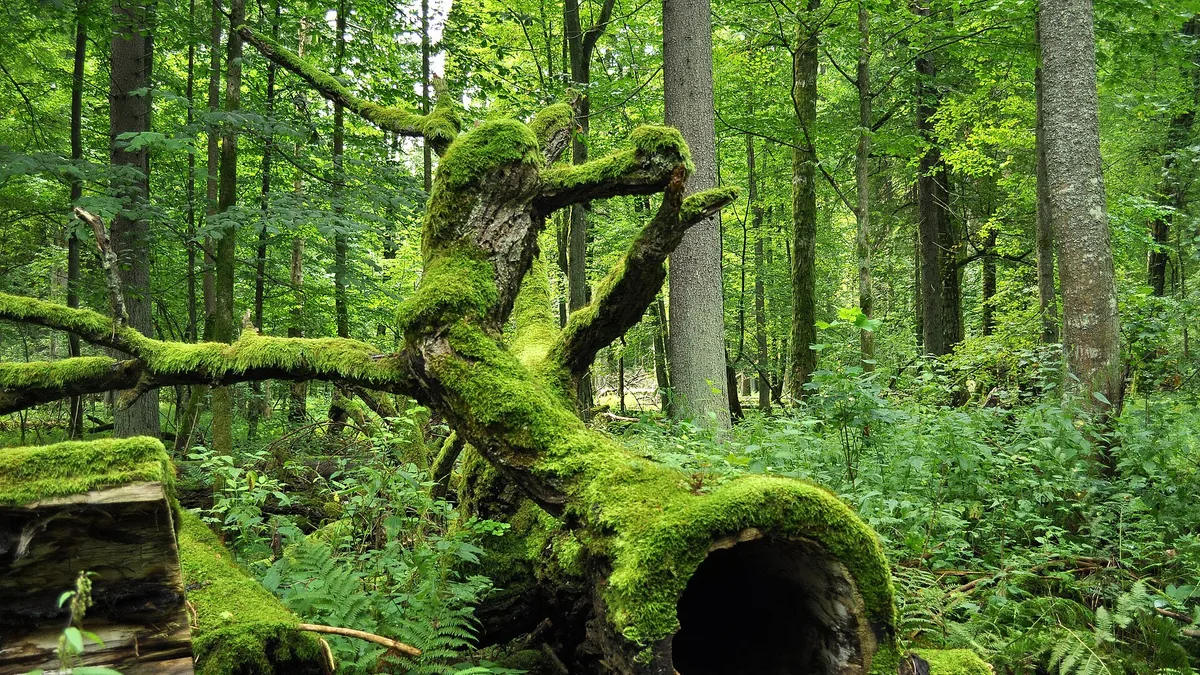 Białowieża Forest in Poland