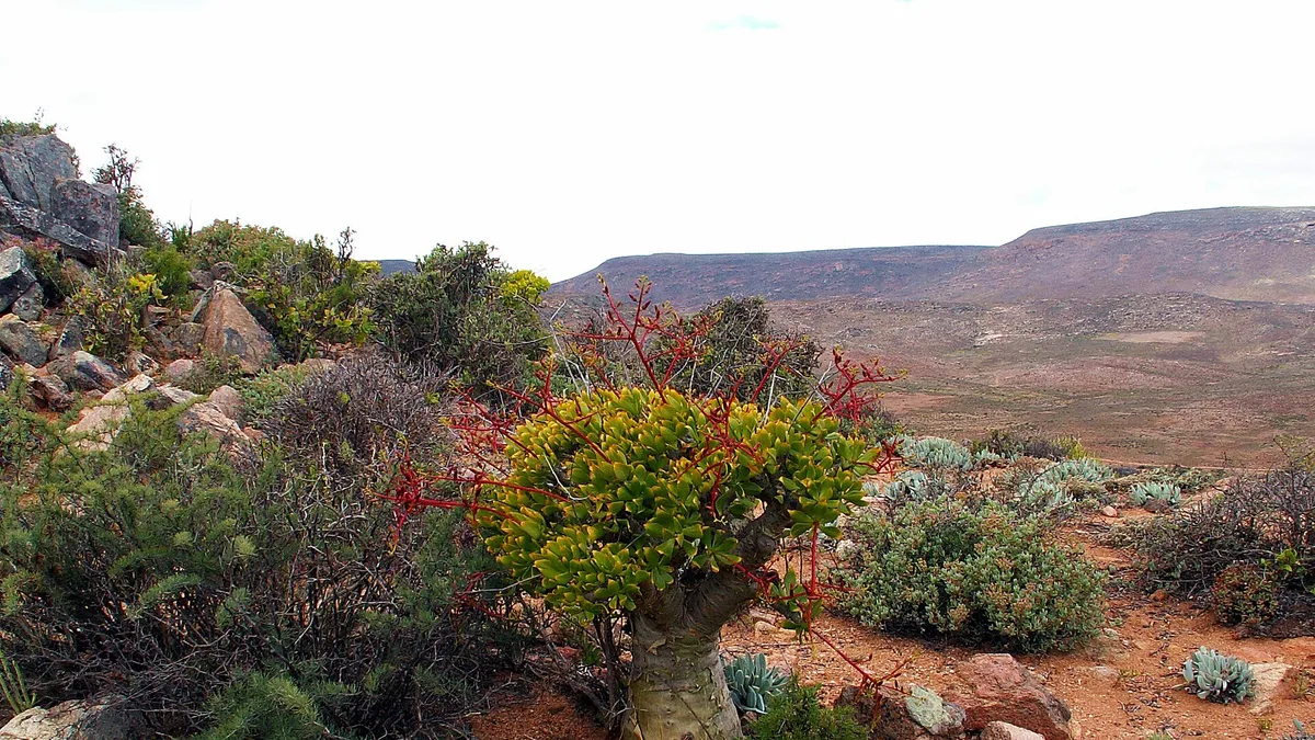 Richtersveld Cultural and Botanical Landscape in South Africa