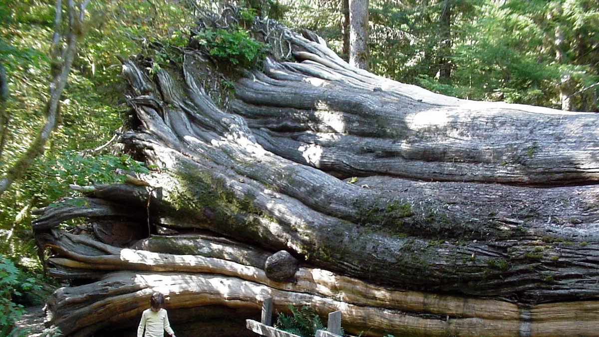 Olympic National Park in United States