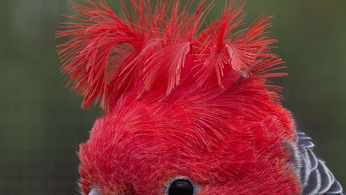 Tasmania Zoo in Australia