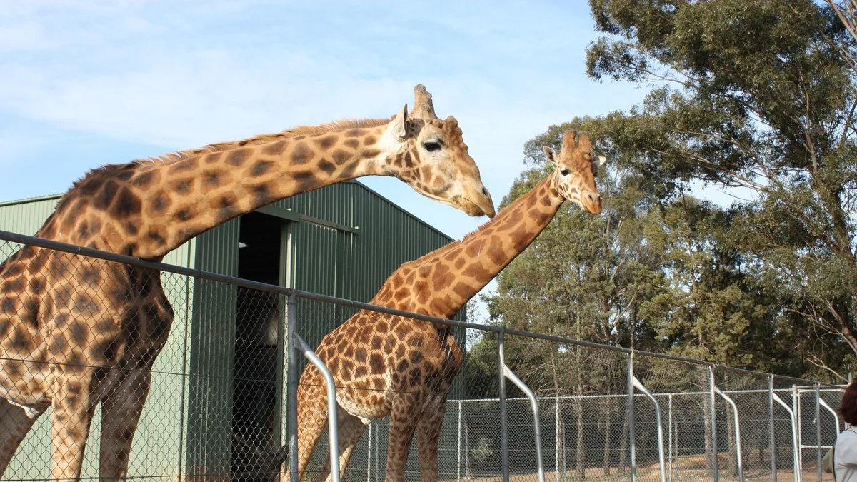 Taronga Western Plains Zoo in Australia