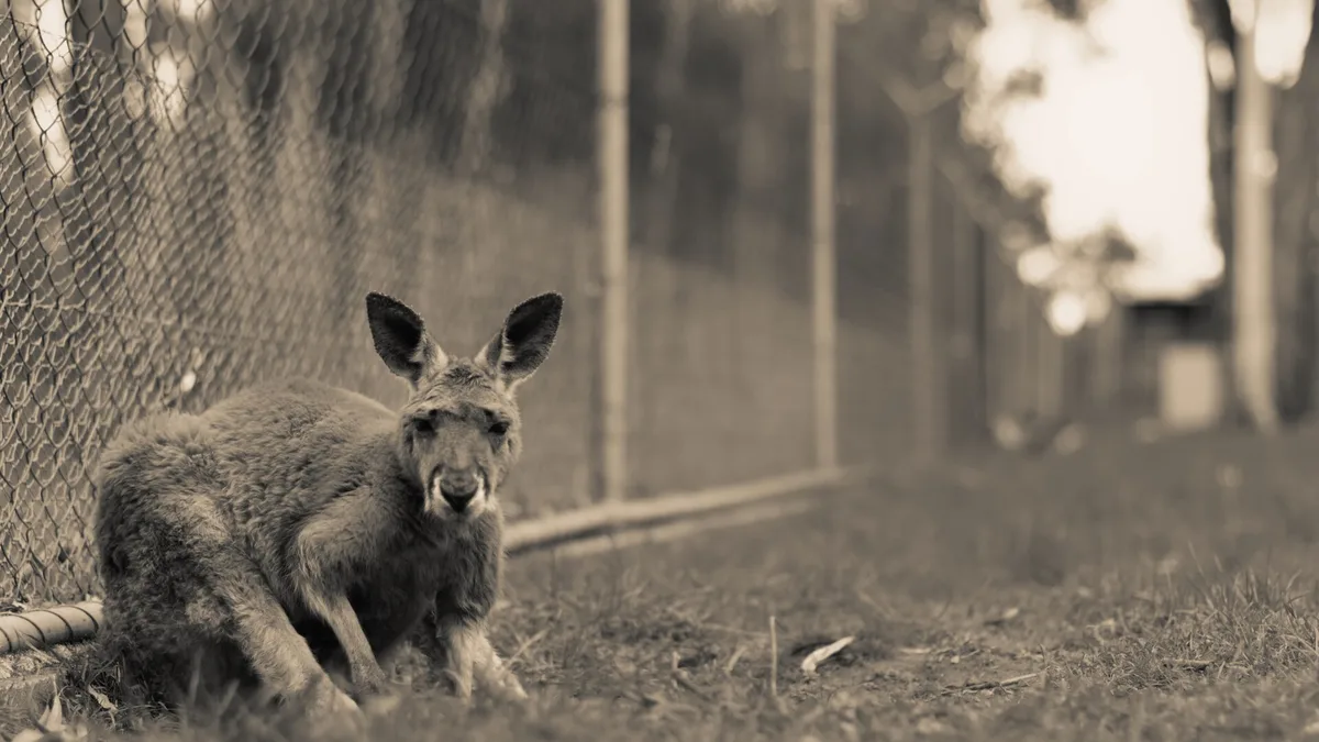 Cleland Wildlife Park in Australia