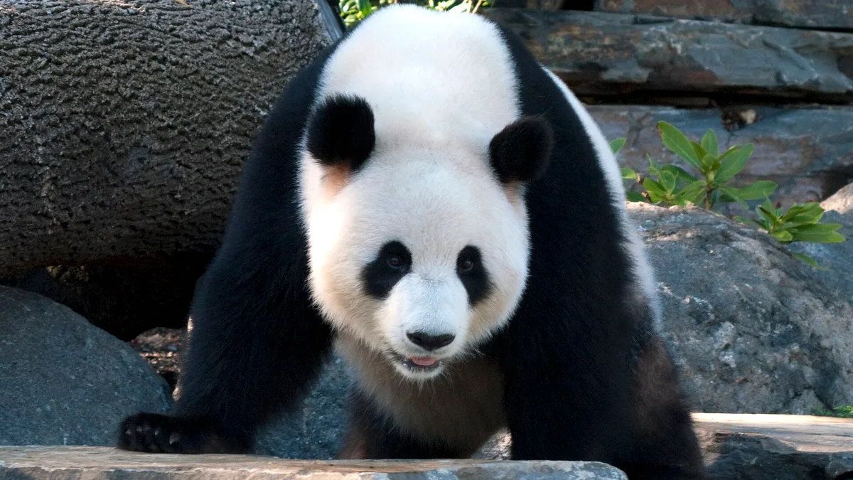 Adelaide Zoo in Australia