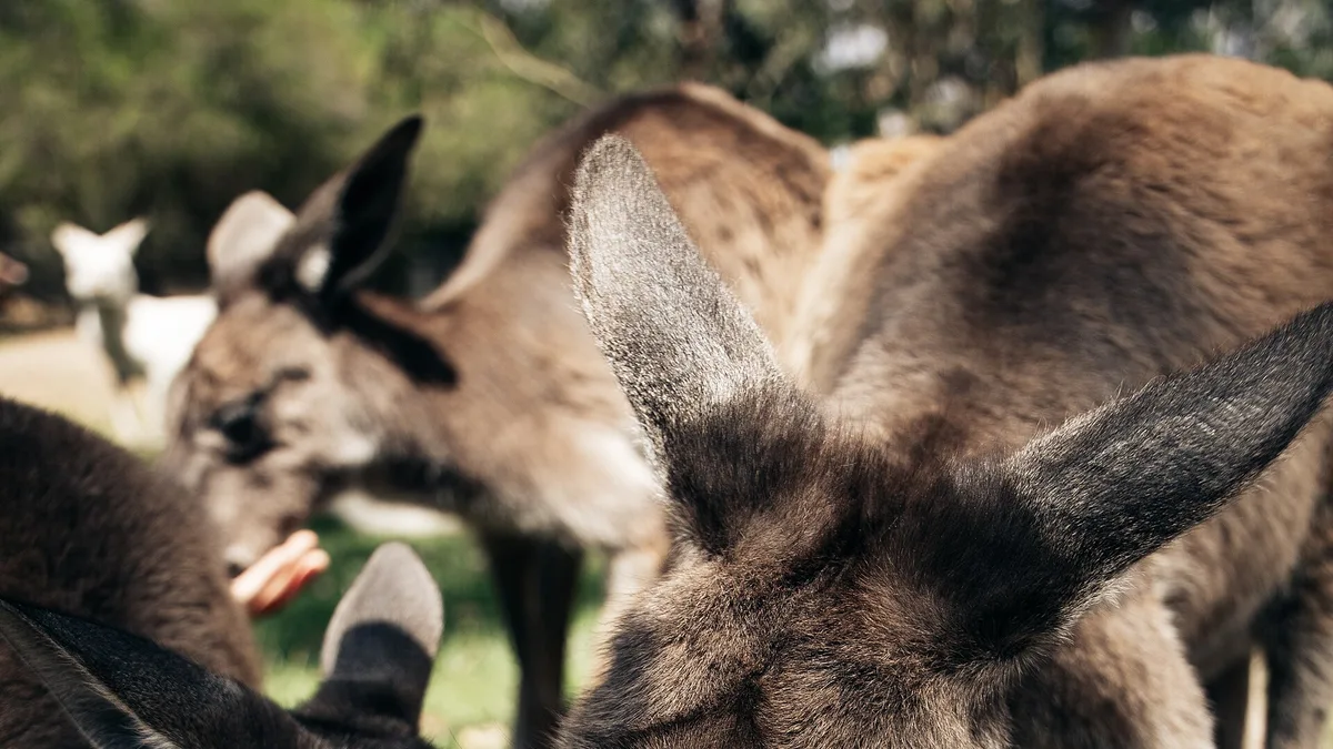 Gorge Wildlife Park in Australia