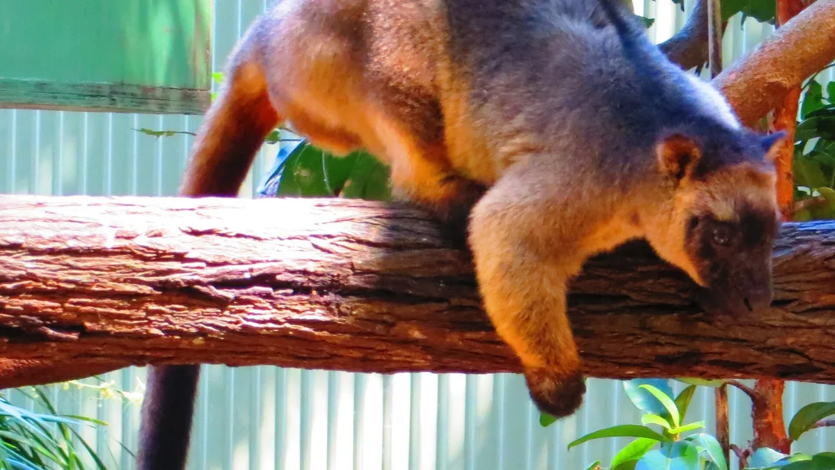 David Fleay Wildlife Park in Australia