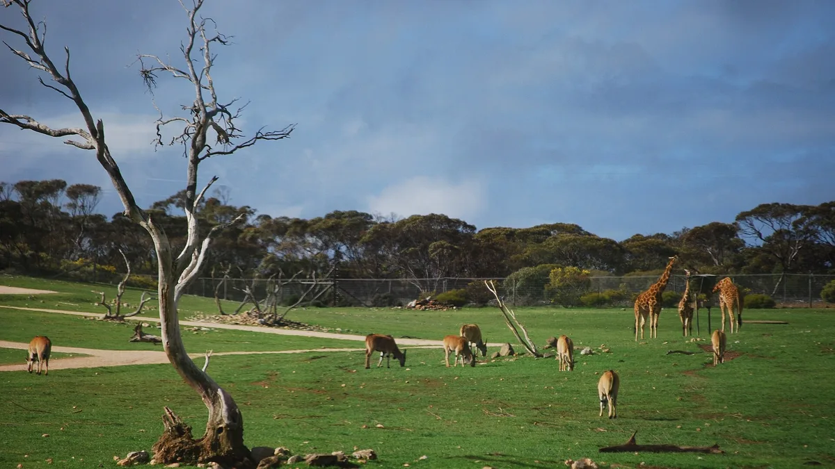 Monarto Safari Park in Australia