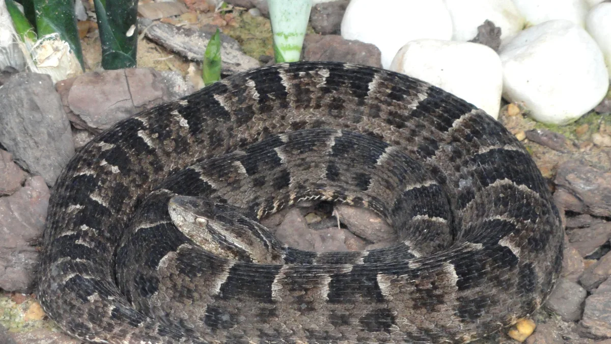 Jardim Zoológico de Brasília in Brazil
