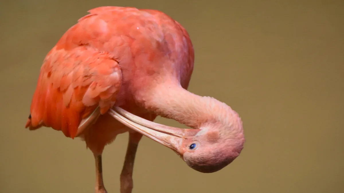 Parque Zoobotânico Getúlio Vargas in Brazil