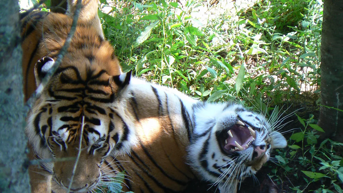 Zoo Sauvage de Saint-Félicien in Canada