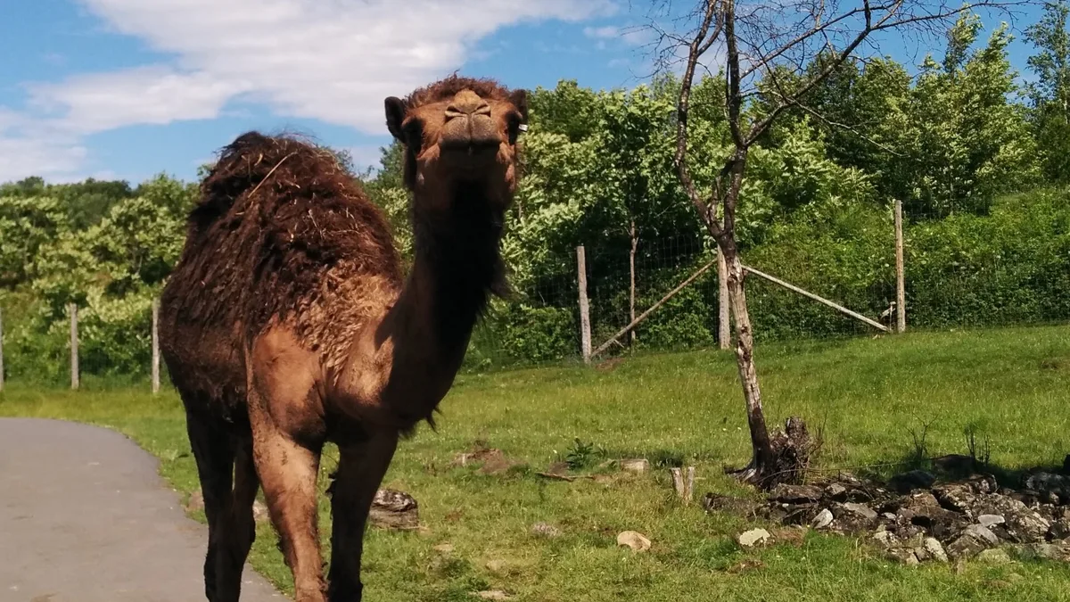 Parc Safari in Canada
