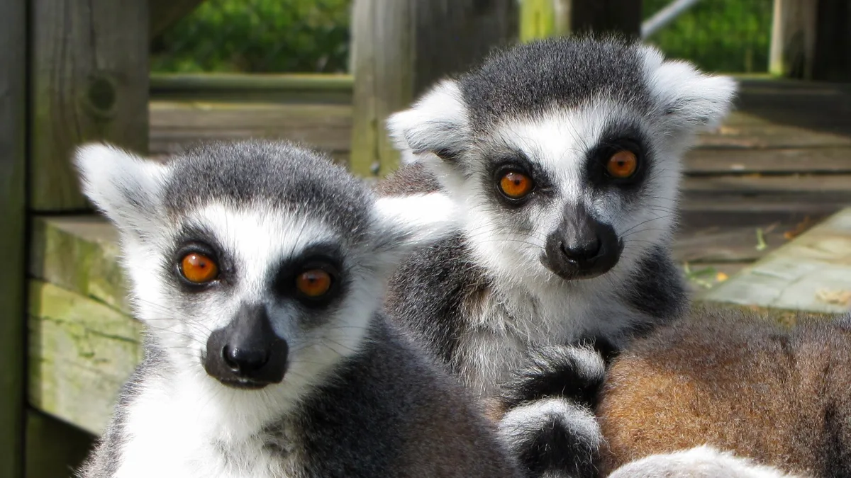 Magnetic Hill Zoo in Canada