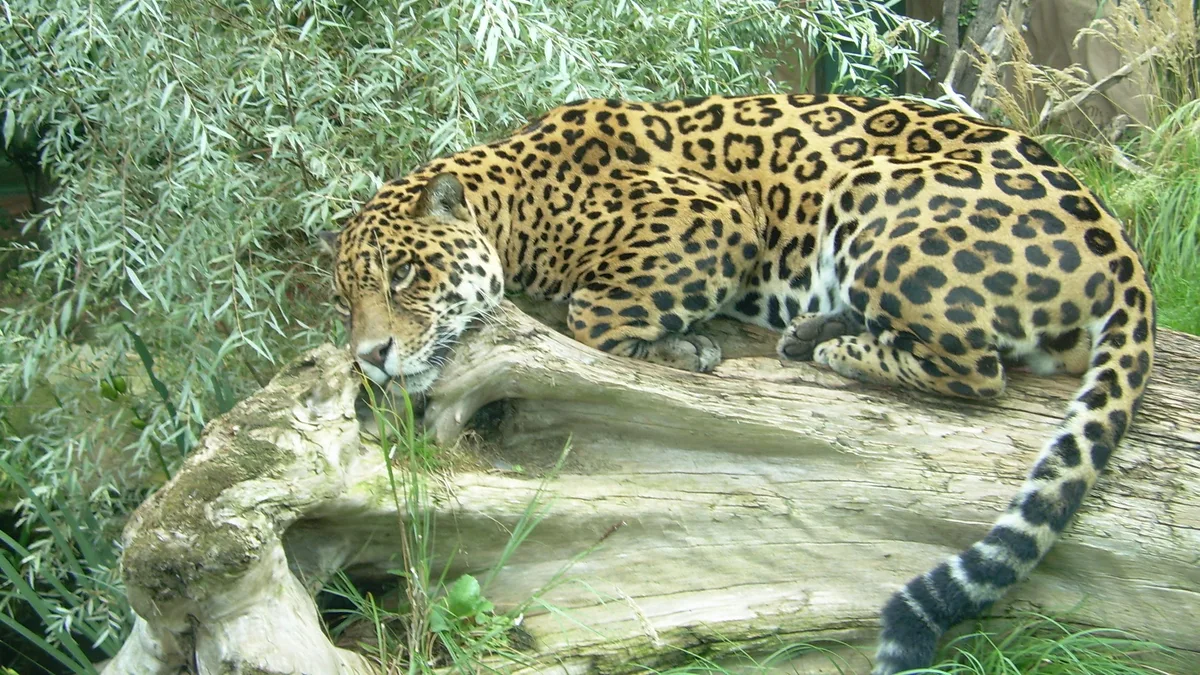 Zoo Halle in Germany
