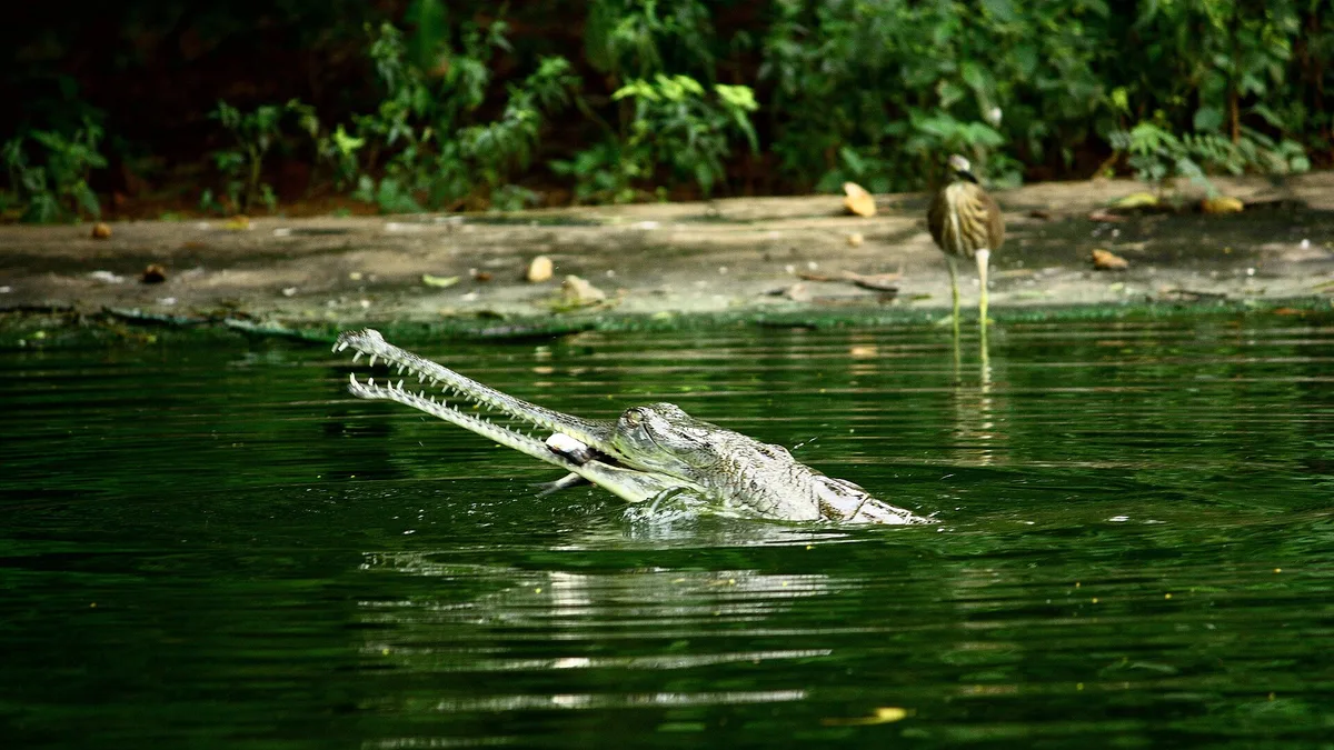 Indira Gandhi Zoological Park in India
