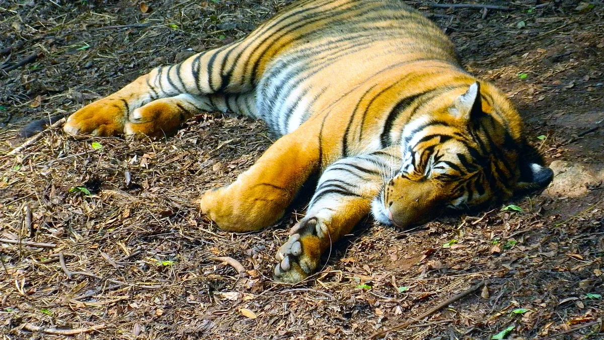 Assam State Zoo Cum Botanical Garden in India
