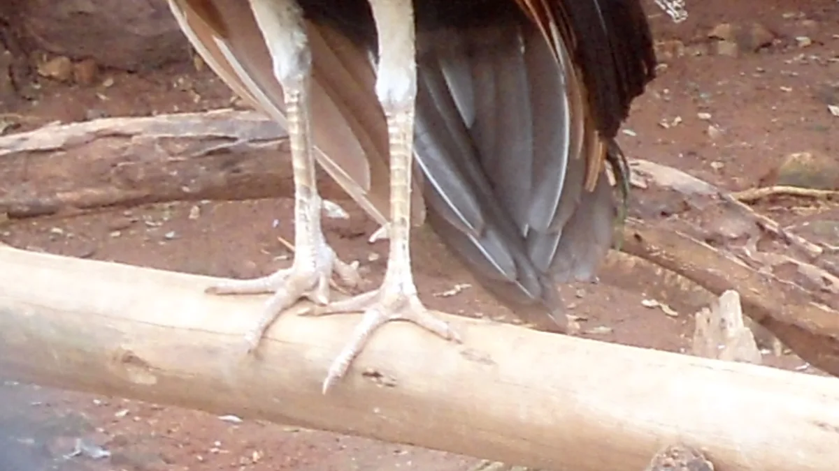 Sri Venkateswara Zoological Park in India