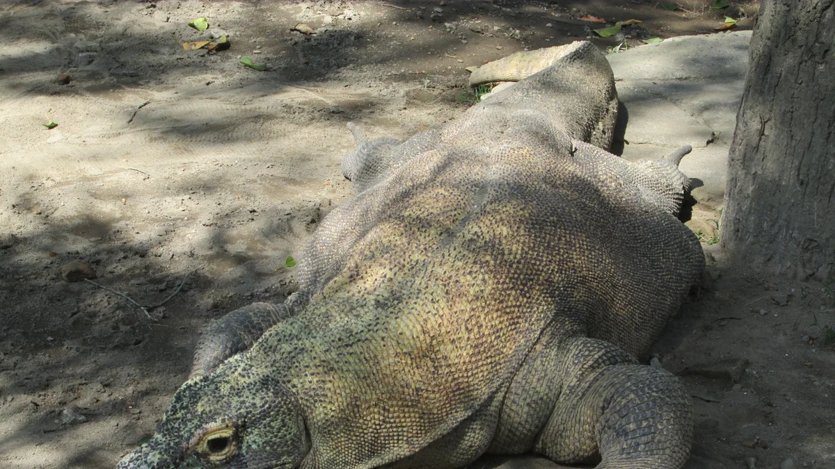 Gembira Loka Zoo in Indonesia