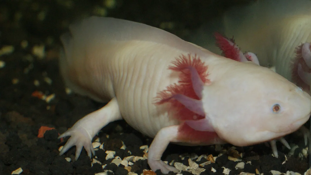 Batu Secret Zoo in Indonesia