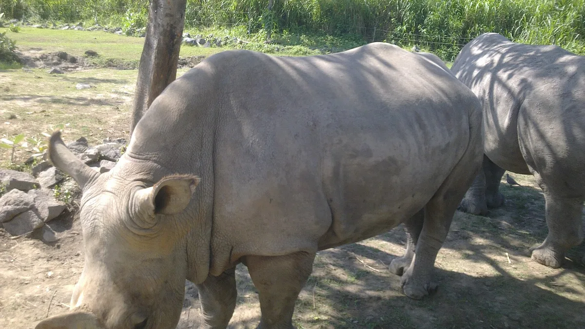 Bali Zoo in Indonesia