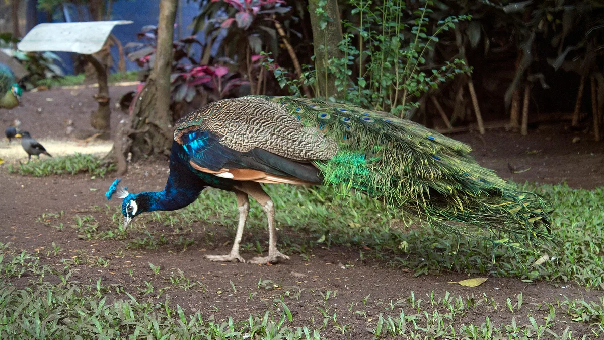 Bandung Zoo in Indonesia