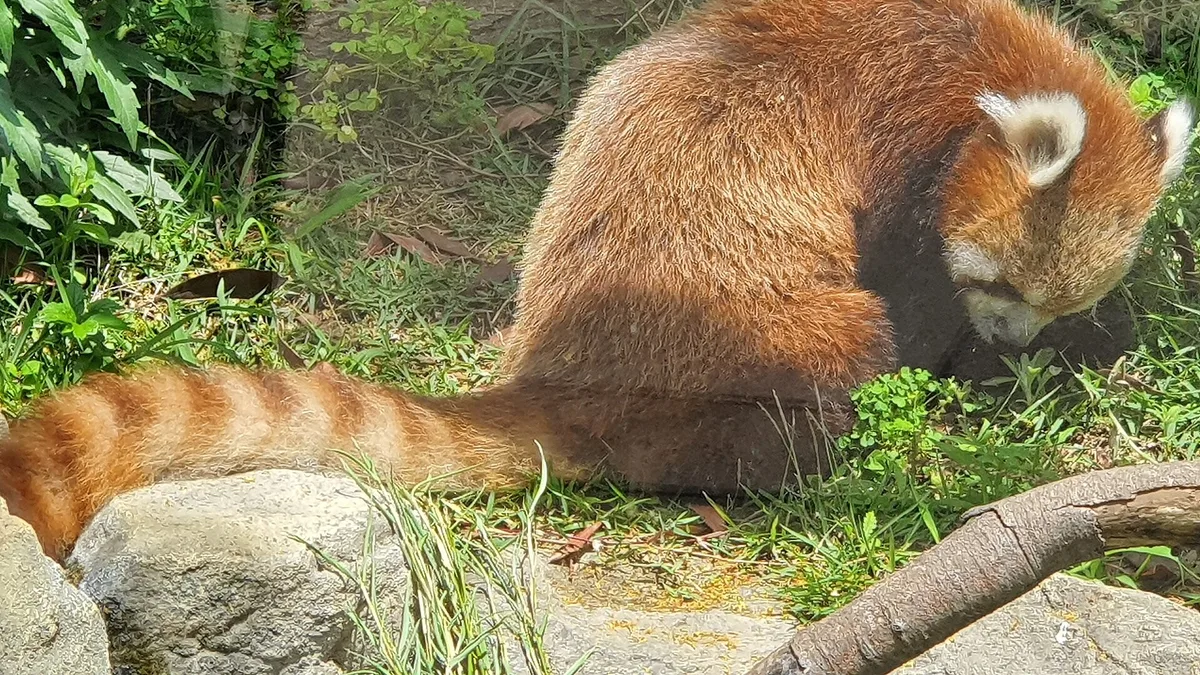 Ueno Zoological Gardens in Japan