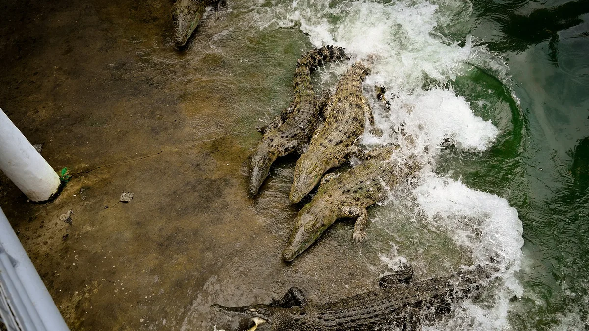 Cebu Safari & Adventure Park in Philippines