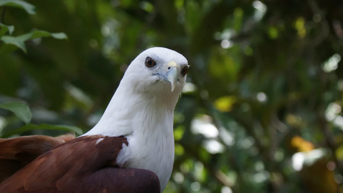 Philippine Eagle Center in Philippines