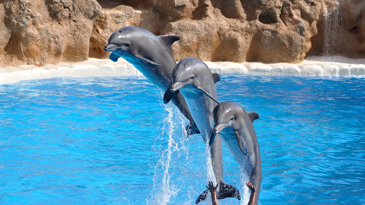Loro Parque in Spain