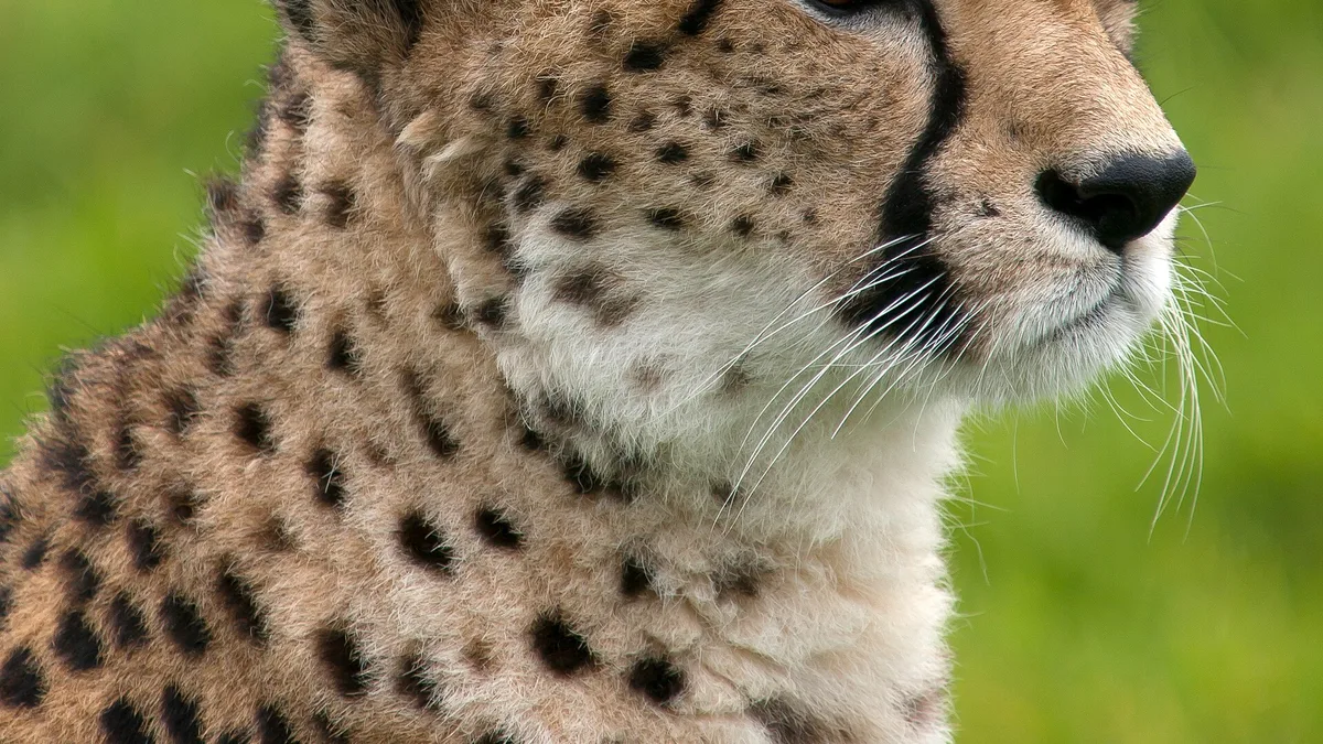 Whipsnade Zoo in United Kingdom