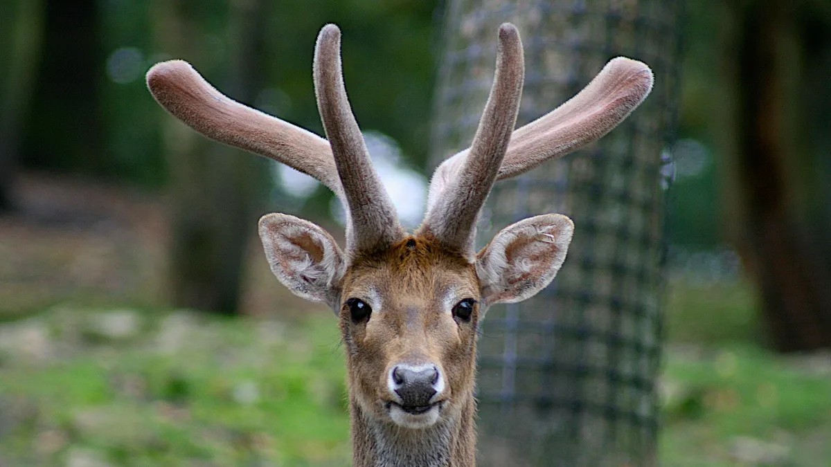 Knowsley Safari in United Kingdom