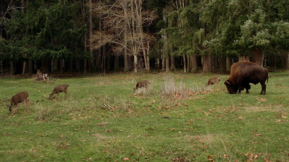 Northwest Trek Wildlife Park in United States