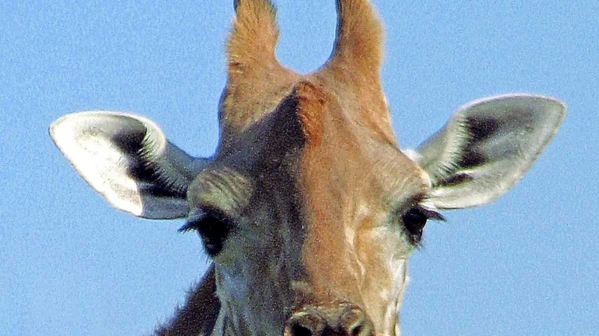 Lion Country Safari in United States
