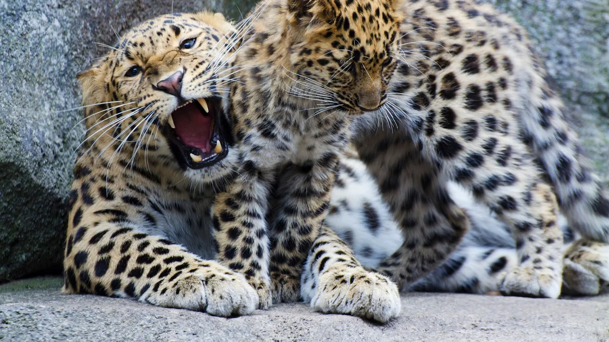 Minnesota Zoo in United States