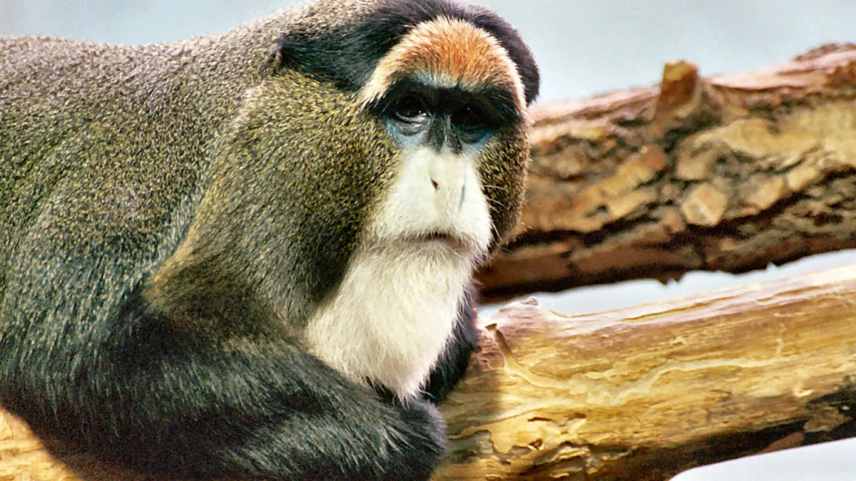 Lincoln Park Zoo in United States