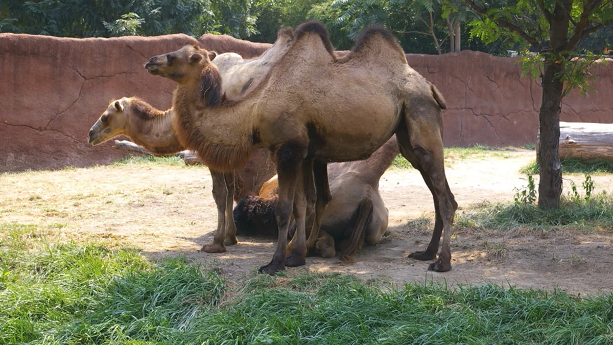 Saint Louis Zoo in United States